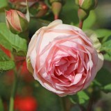 Чарминг пиано_0x160 Любимый сад